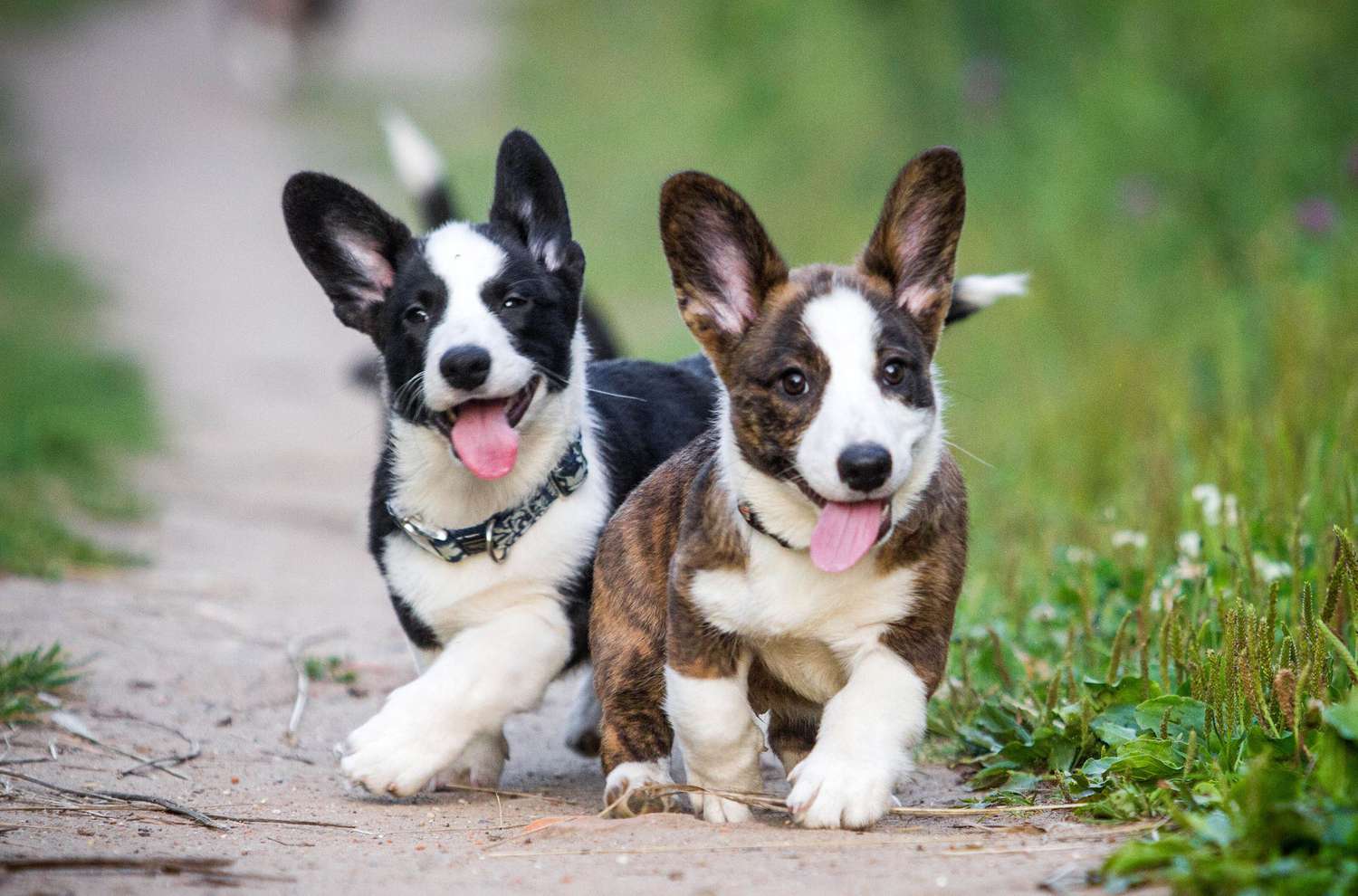 two Corgi puppies walking down sidewalk