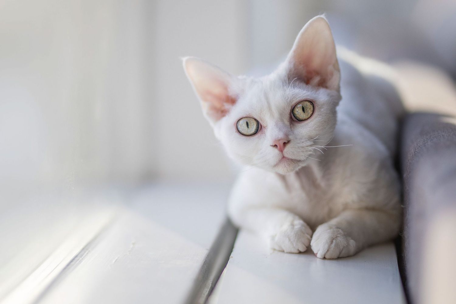 Best Female Cat Names from Cute to Funny | Daily Paws