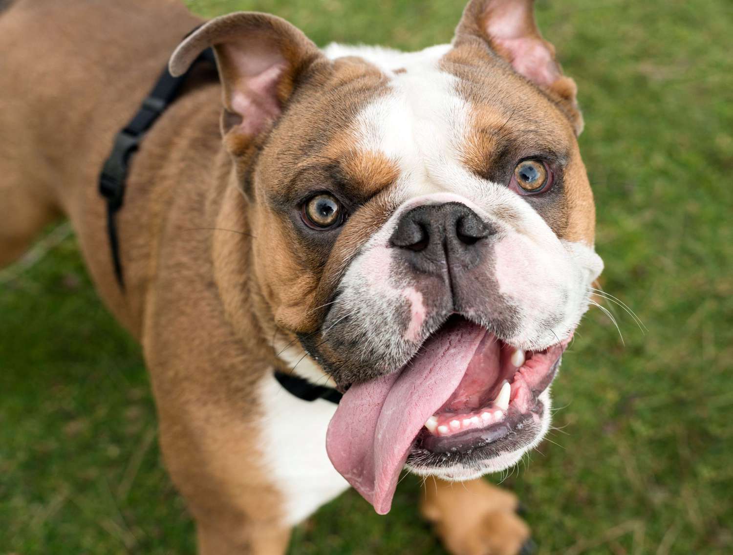 bulldog panting with tongue hanging out