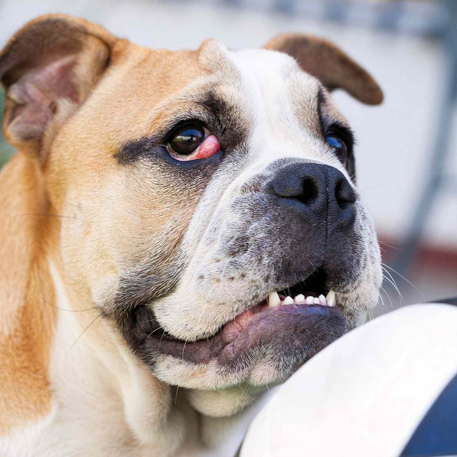 Happy looking English bulldog with cherry eye, common term for a prolapsed gland of the nictitans