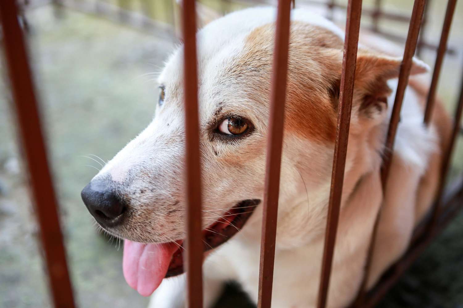 close up photo of an adult dog in a shelter cage