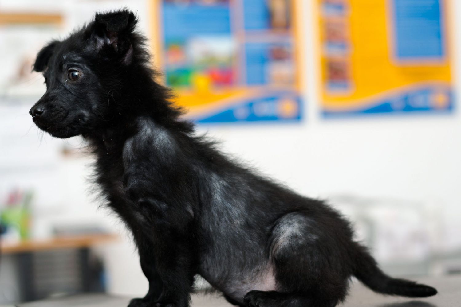 small balck puppy with patchy hair loss due to demodectic mange