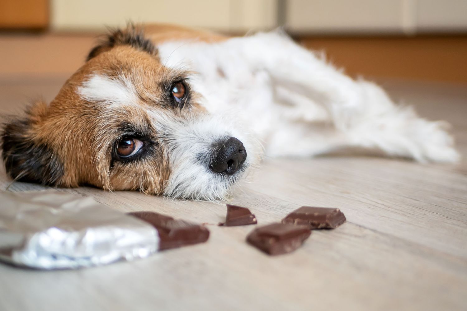 dog lying on floor looking sick with chocolate nearby