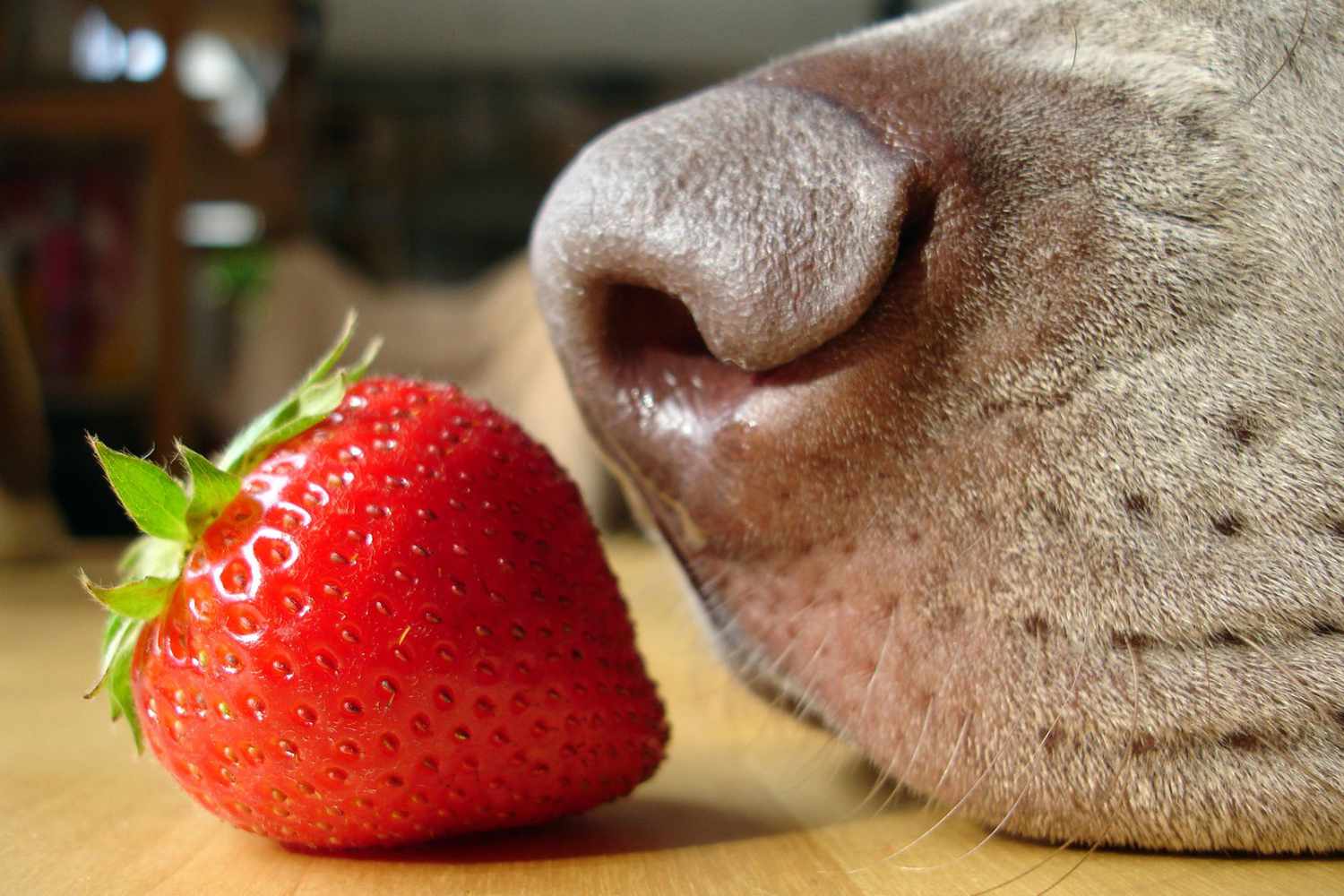 Is It Safe To Feed My Dog Strawberries Daily Paws