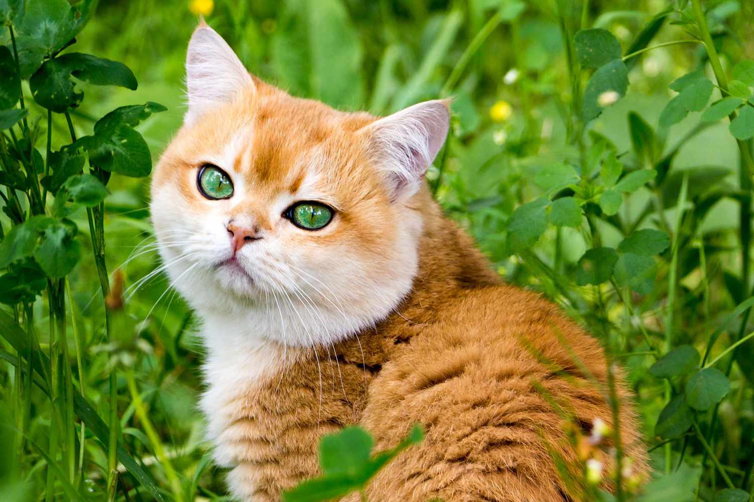 8 Orange Cat Breeds Every Tabby Lover Should Know About Daily Paws