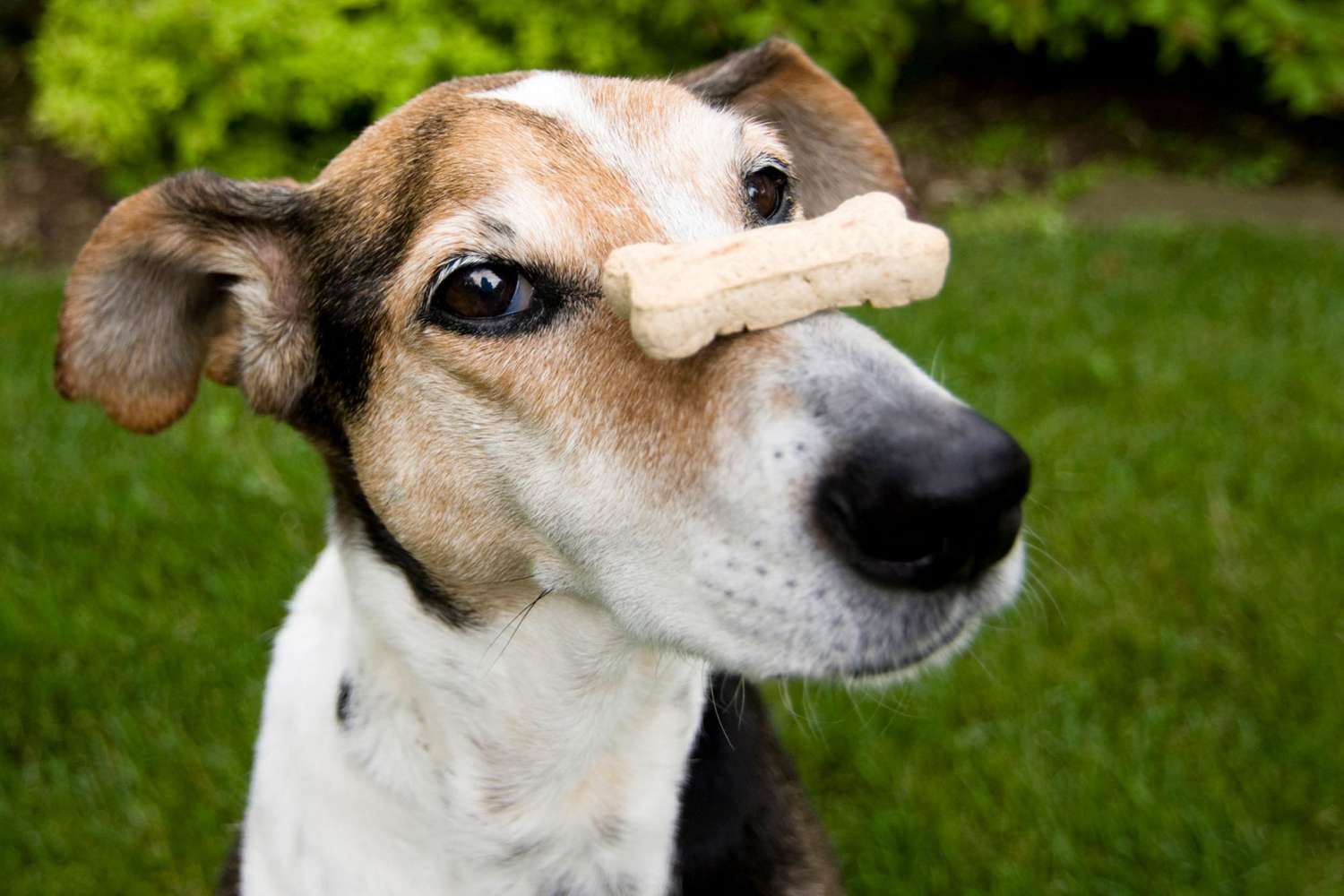 dog with treat on his nose