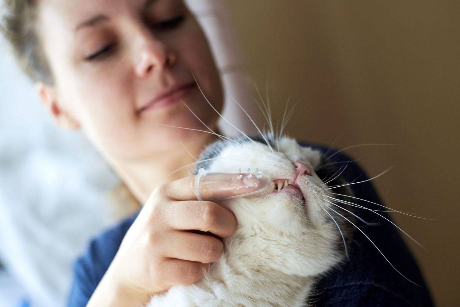 How to Make Brushing Your Cat&#39;s Teeth a Hassle-Free Experience | Daily Paws