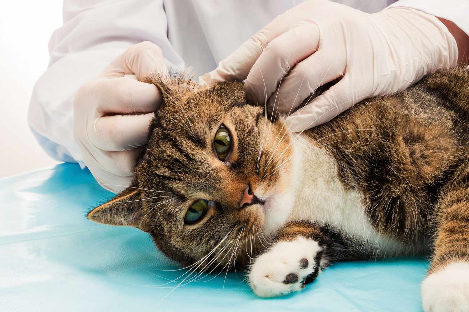 cat having ears checked for mites