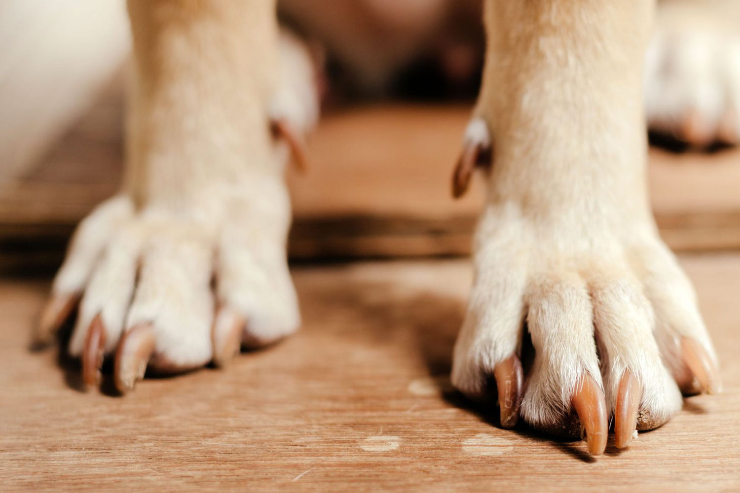 closeup photo of dog's feet