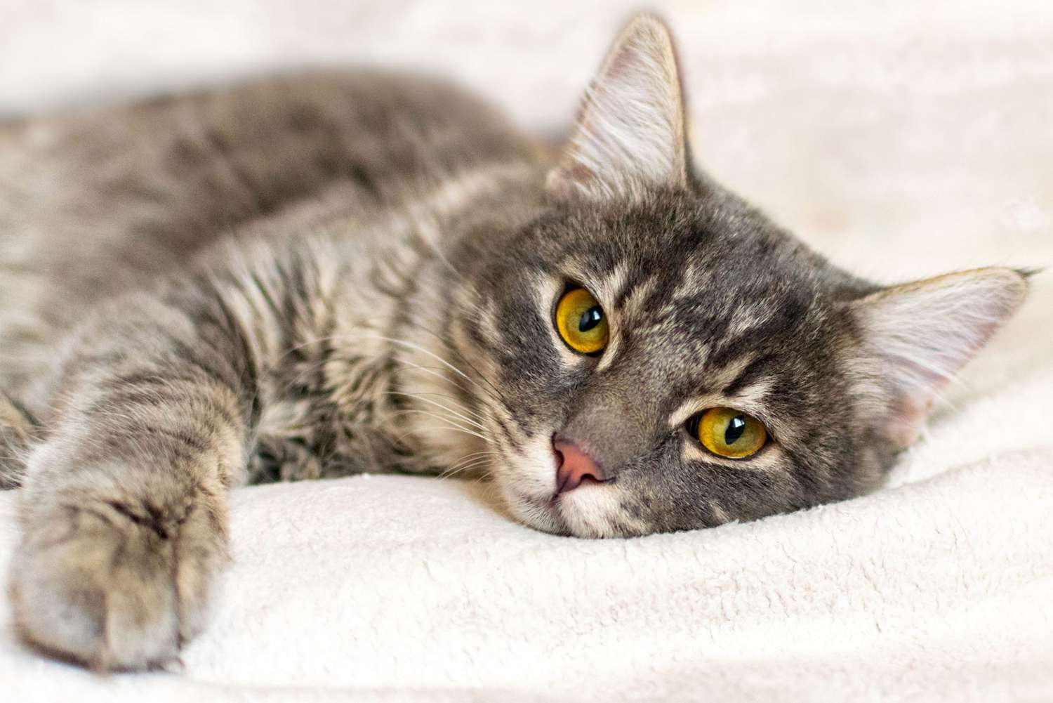 sad looking cat lying on blanket