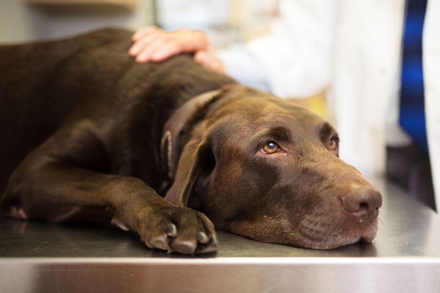 chocolate labrador retriever laying on veterinarian exam table
