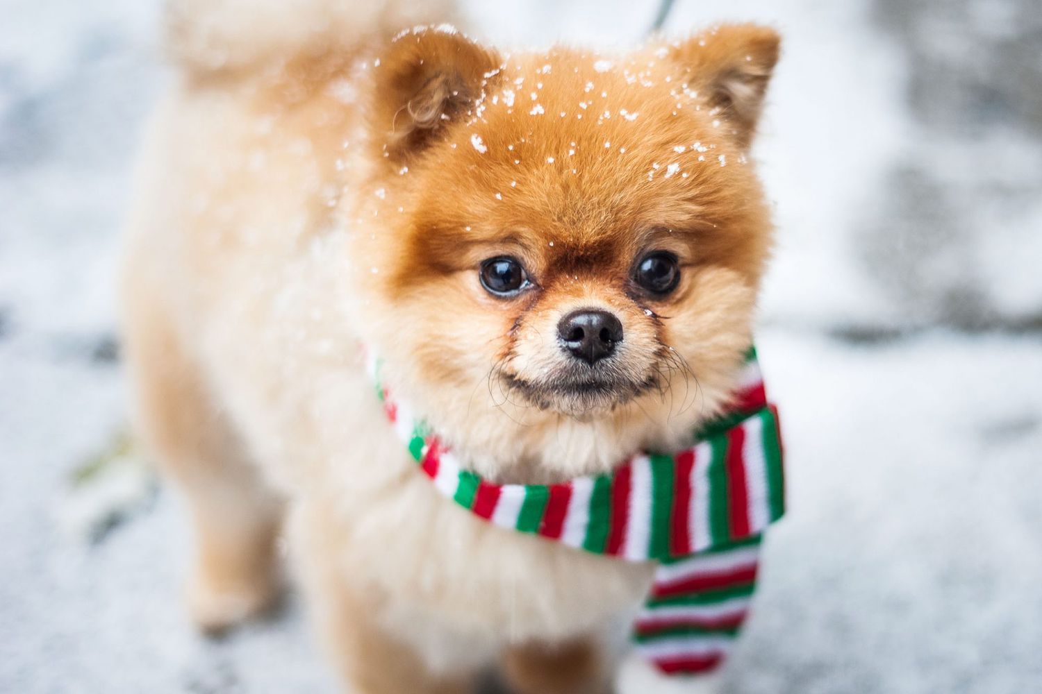 pomperanian pup with scarf in snow