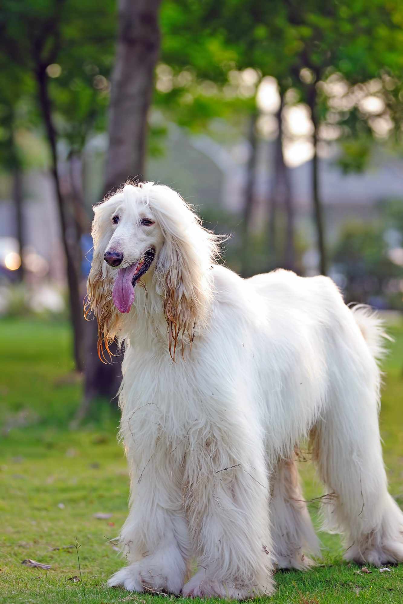 perros hipoalergénicos perfectos para personas con alergias -  Sabueso afgano de luz-solor en el parque