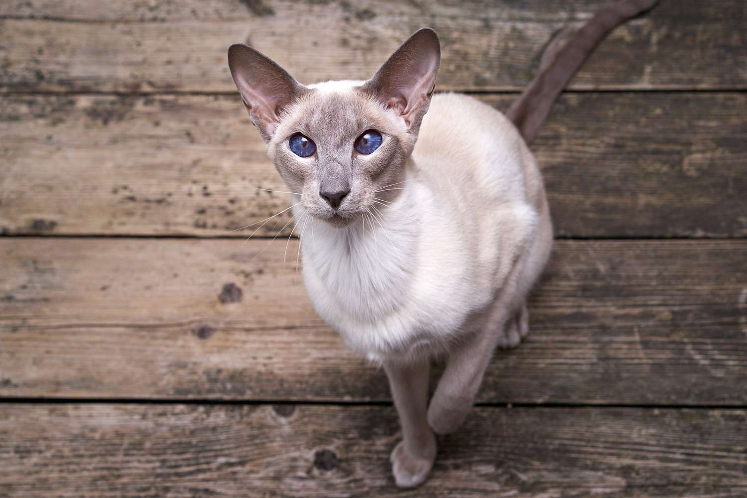 oriental cat with blue eyes from above