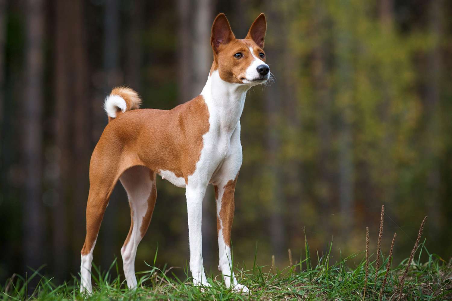 perros hipoalergénicos perfectos para personas con alergias - Basenji bronceado y blanco de pie en el bosque