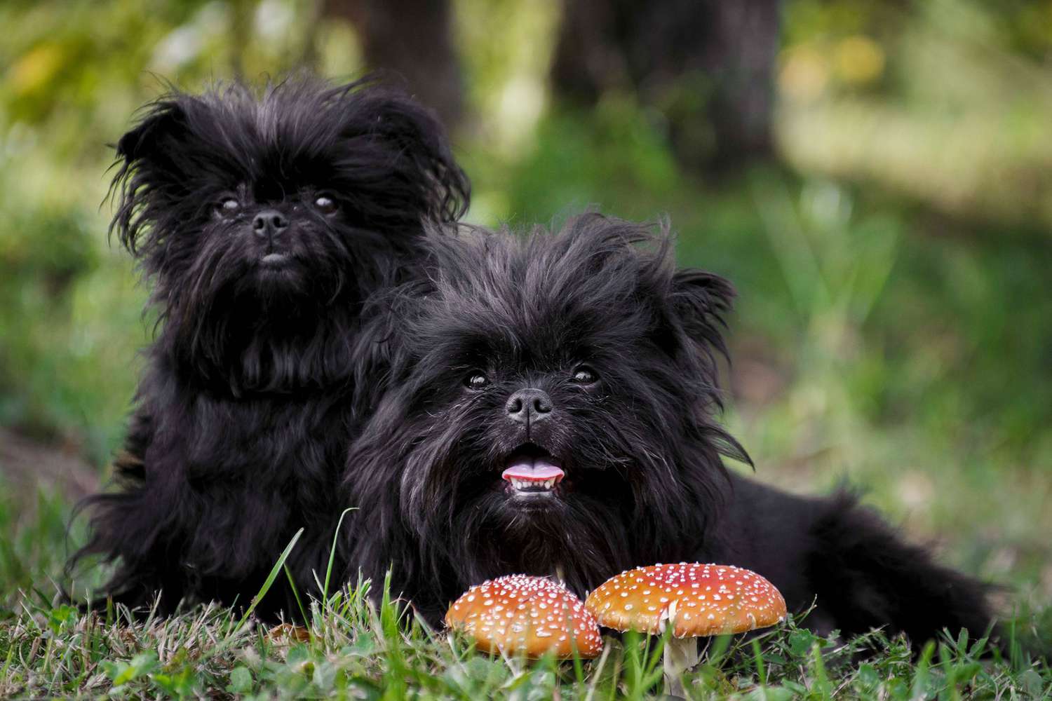perros hipoalergénicos perfectos para personas con alergias - Dos perros affenpinscher negro tumbado en la hierba