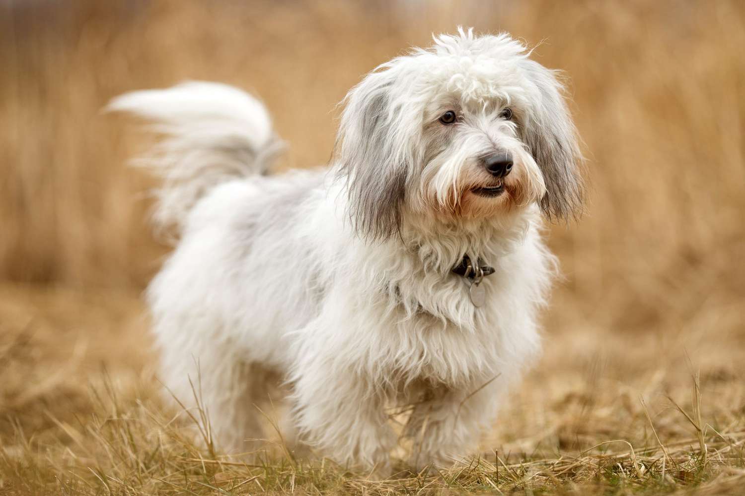perros hipoalergénicos perfectos para personas con alergias - Coton de tulear perro de pie en el campo de hierba marrón