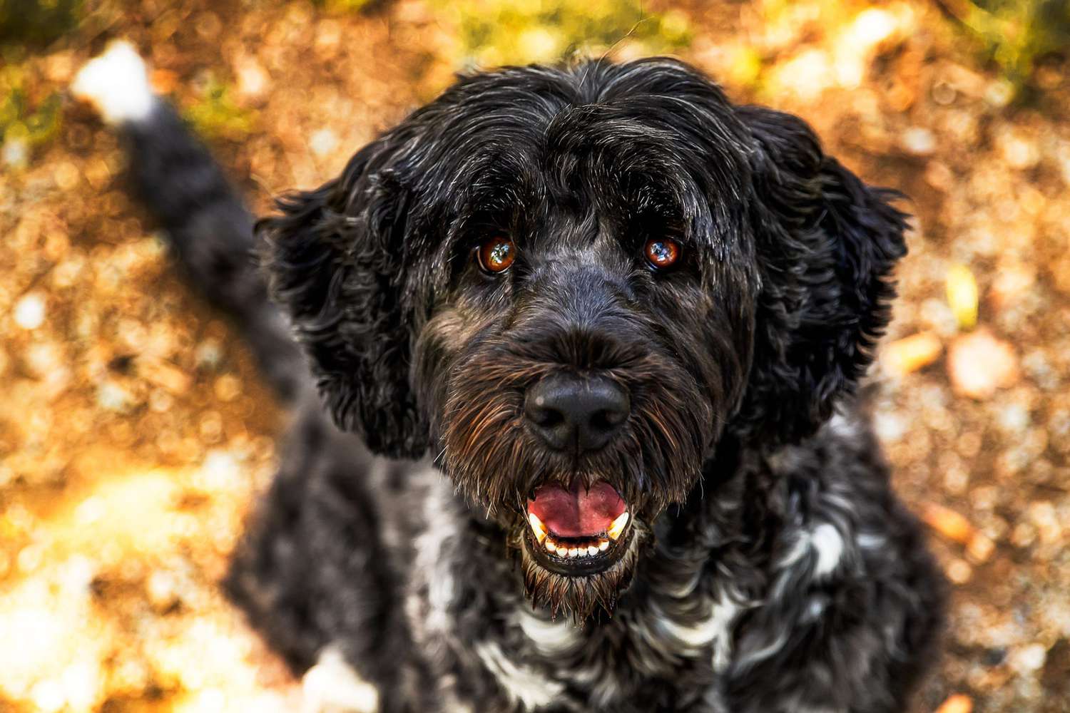 perros hipoalergénicos perfectos para personas con alergias - Perro de agua portugués negro mirando a la cámara
