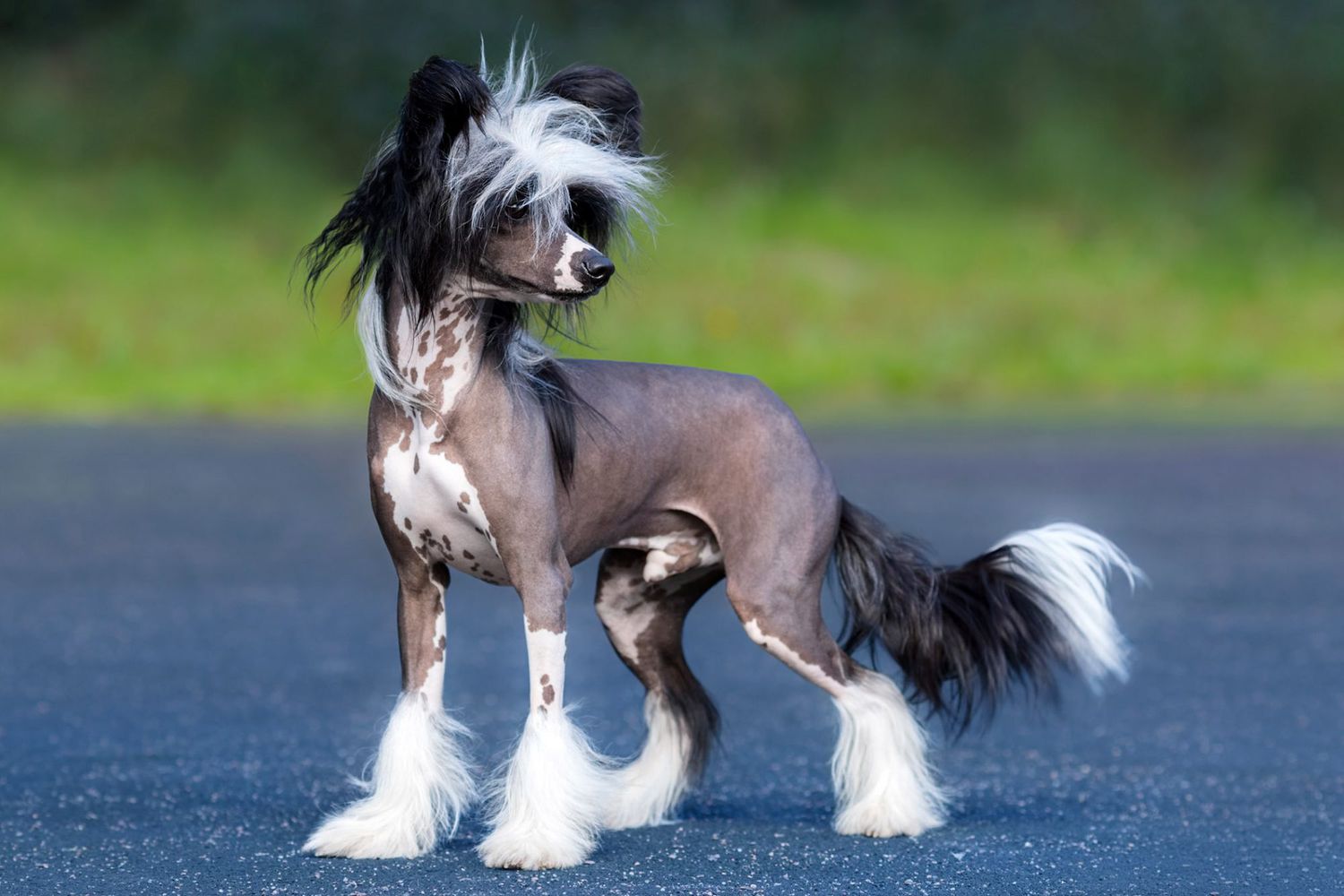 perros hipoalergénicos perfectos para personas con alergias - perro crestado chino de pie afuera