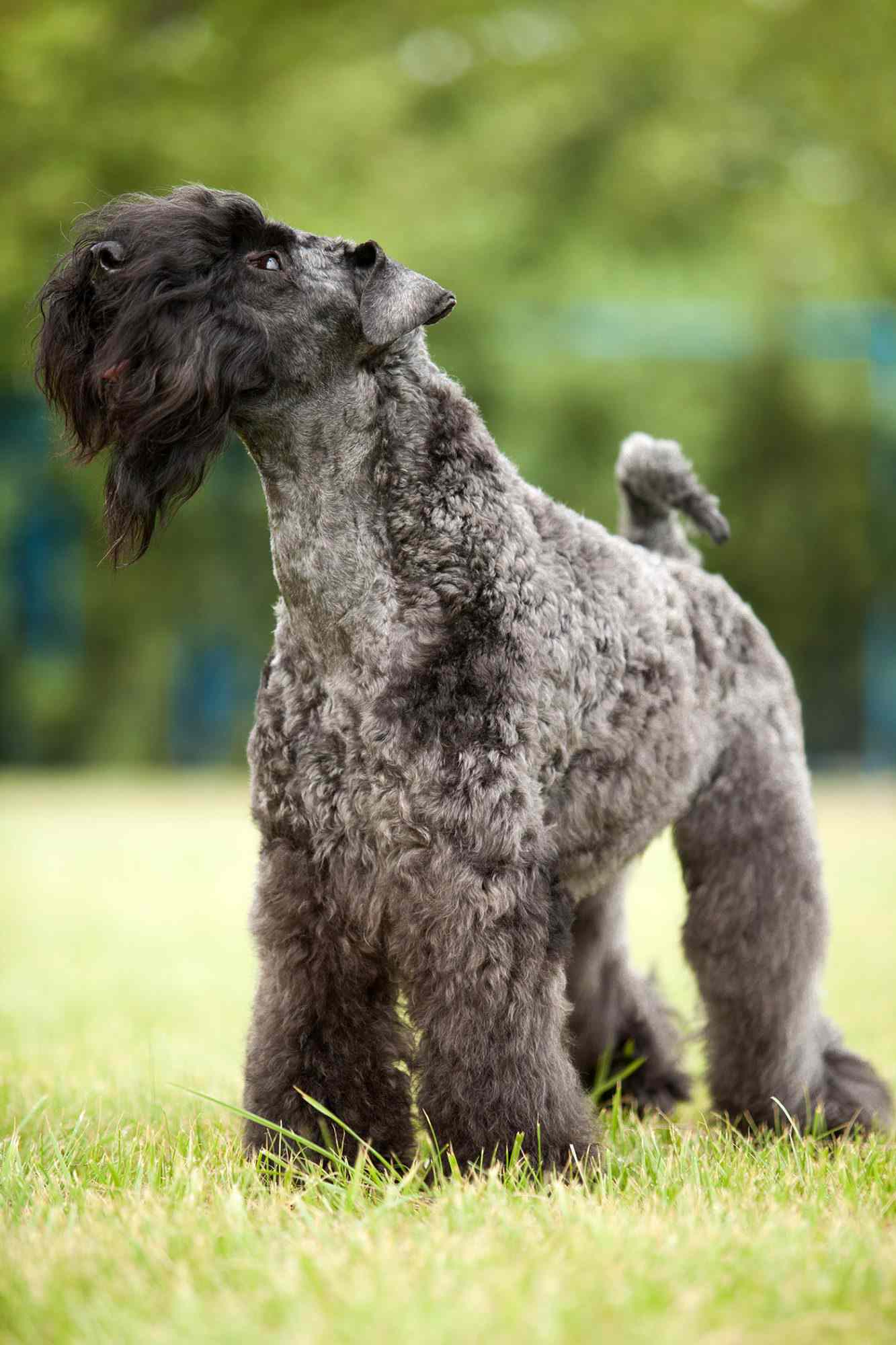 perros hipoalergénicos perfectos para personas con alergias - kerry blue terrier fuera