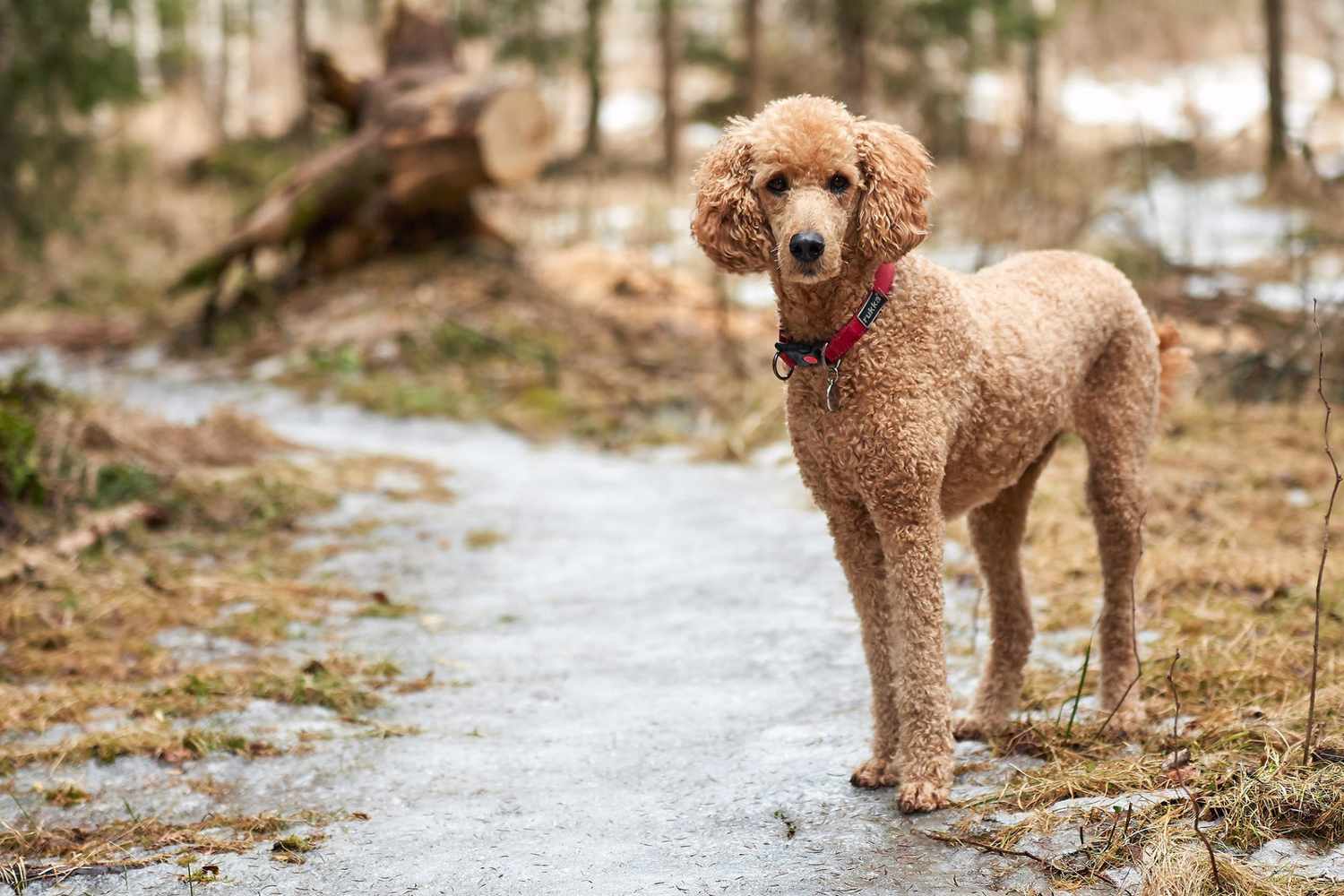 light brown standard poodle standing on path in woods