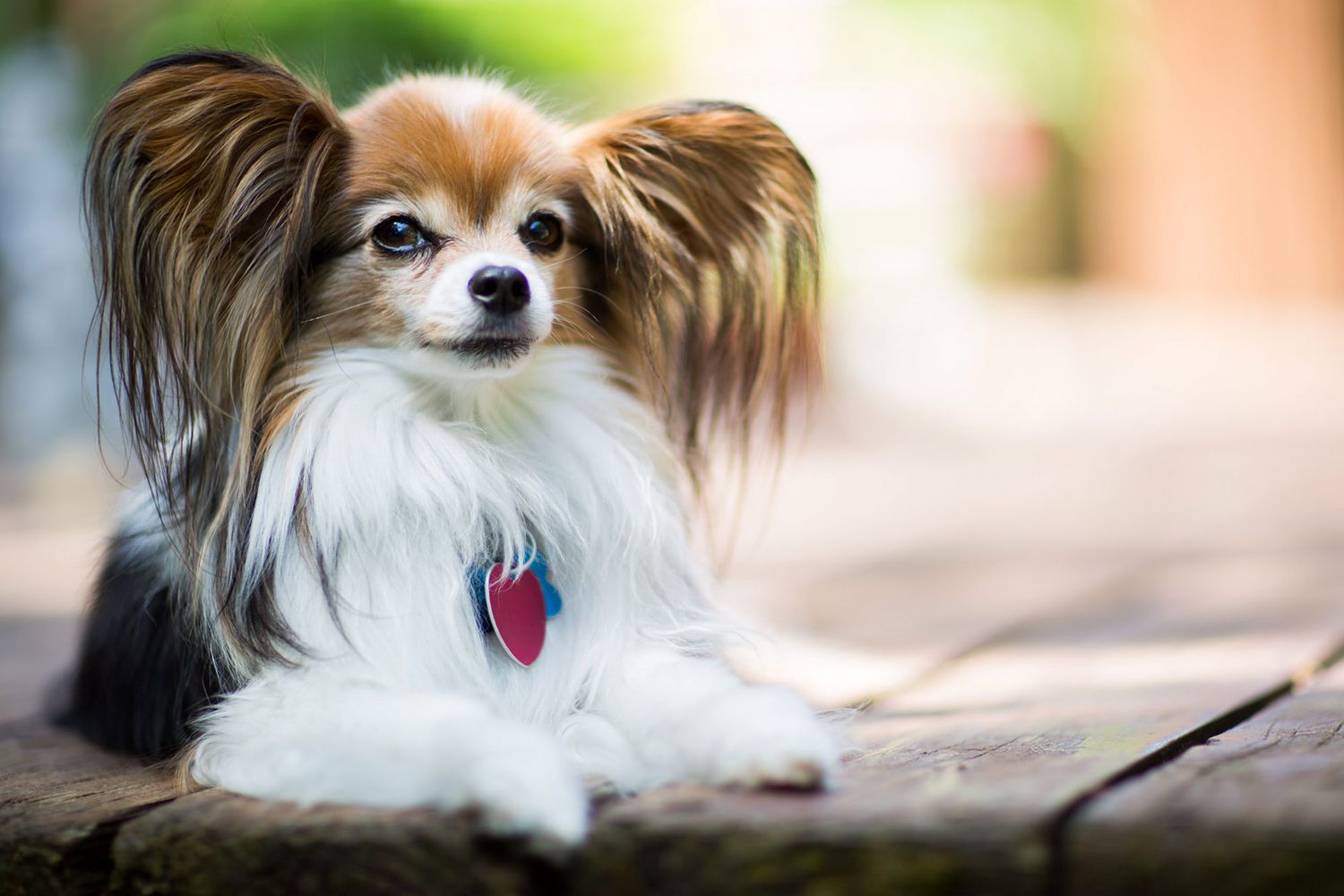 tan-and-white papillon lying on deck