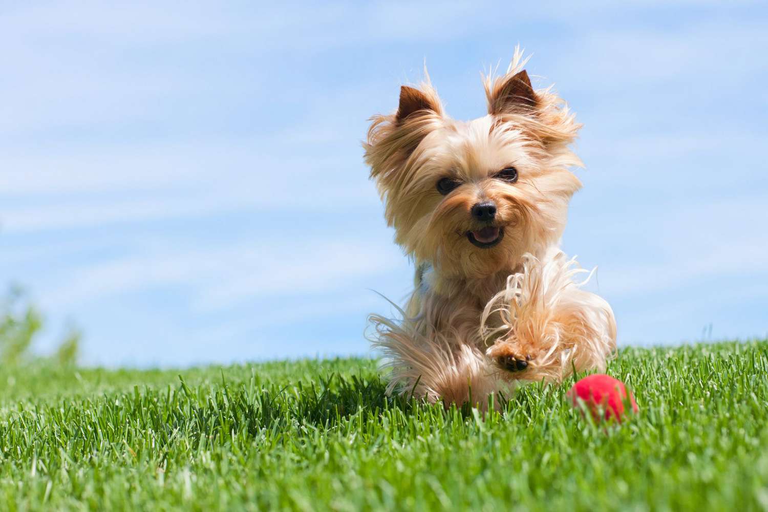 light-color yorkshire terrier or yorkie running in grass