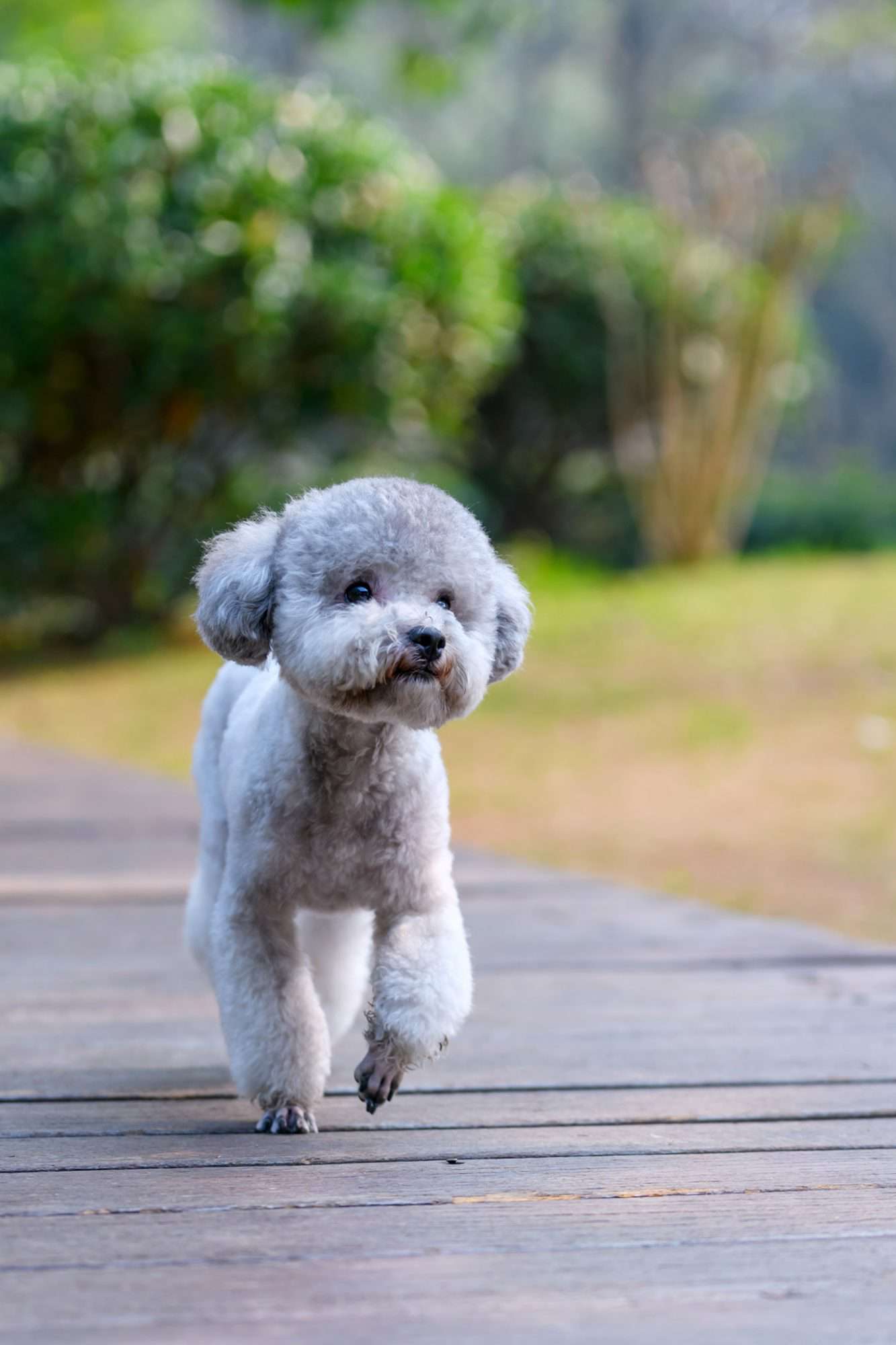 gray toy poodle walking along path