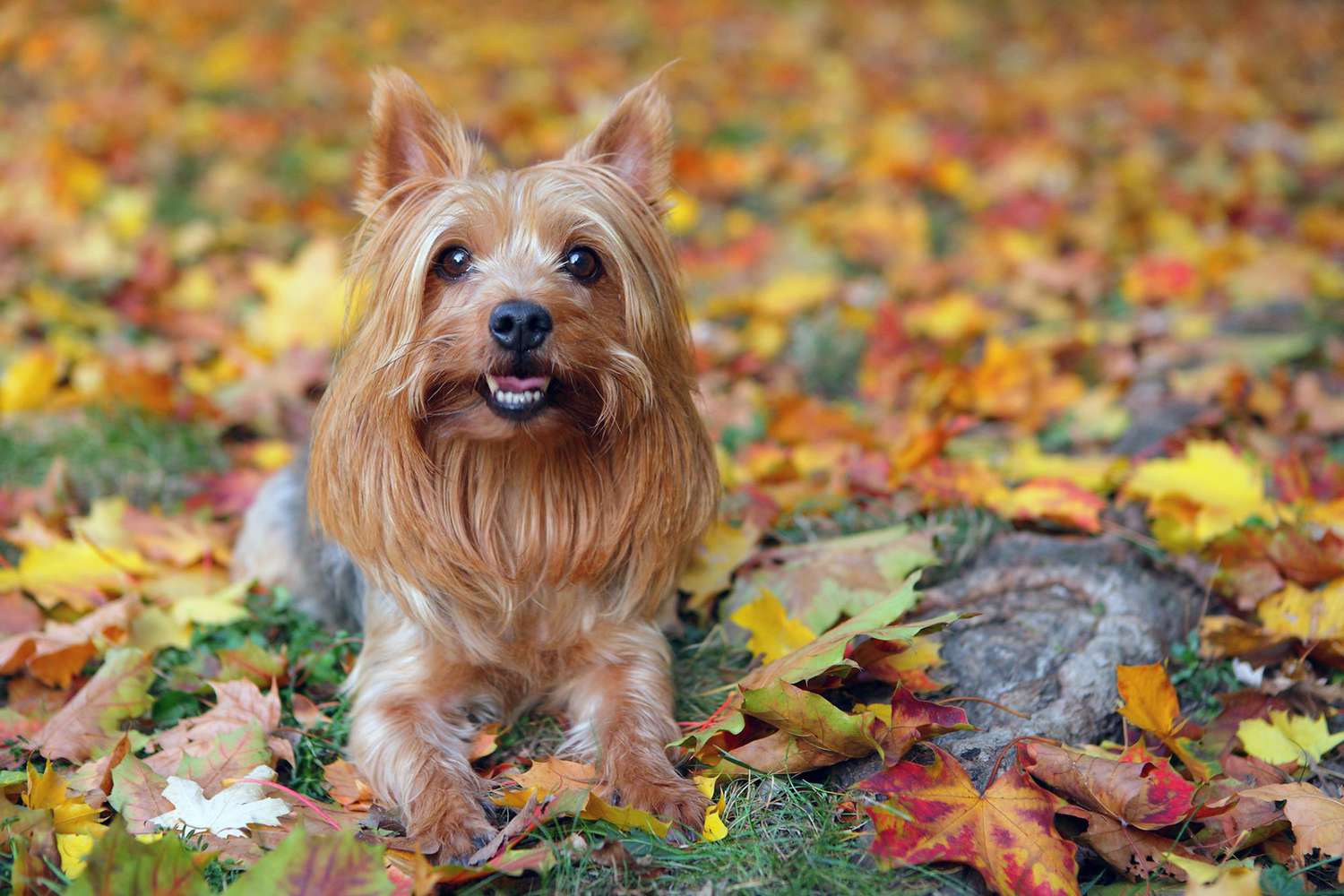 silky terrier with long hair sitting in fall leaves