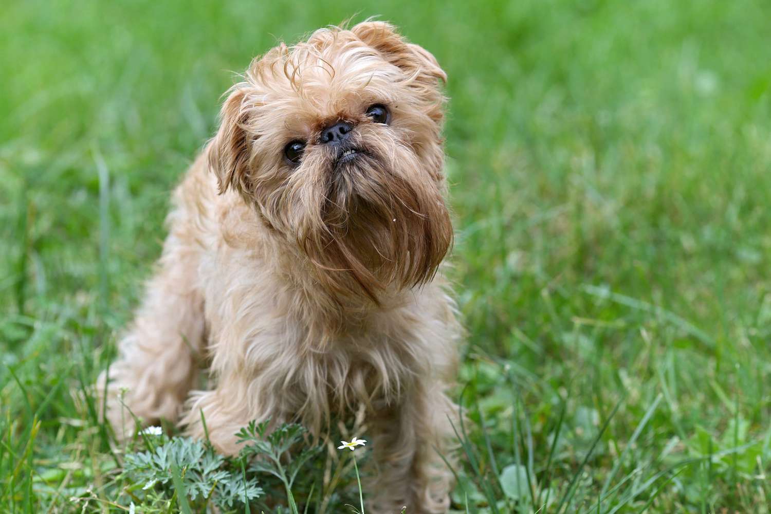 tan brussels griffon standing in the grass
