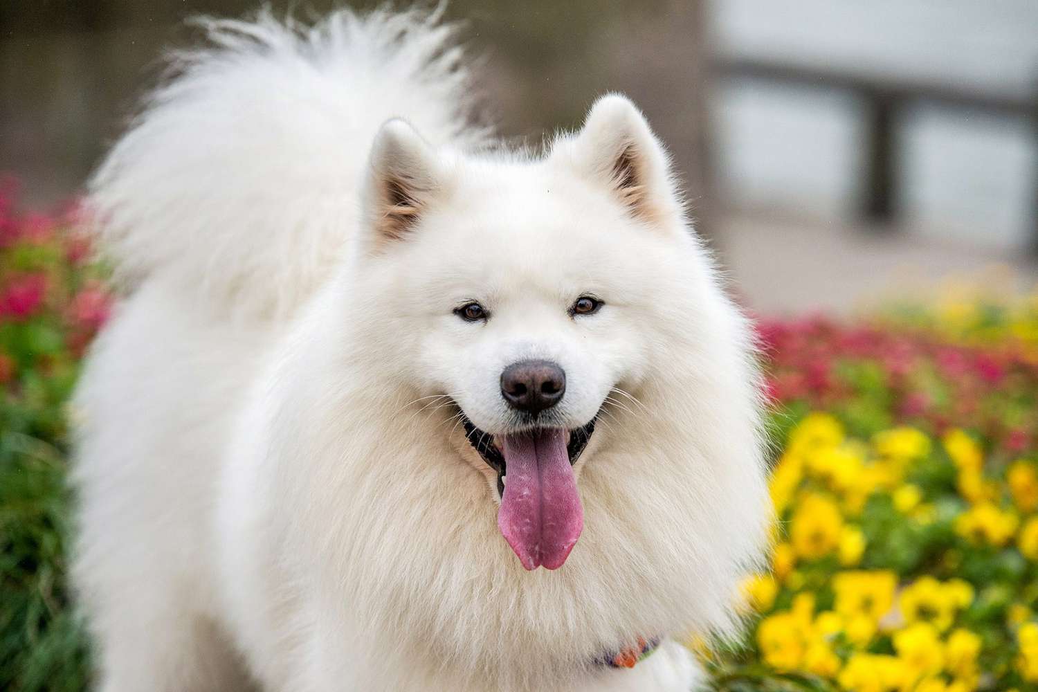 white samoyed dog smiling at camera with fiedl fo flowers in background
