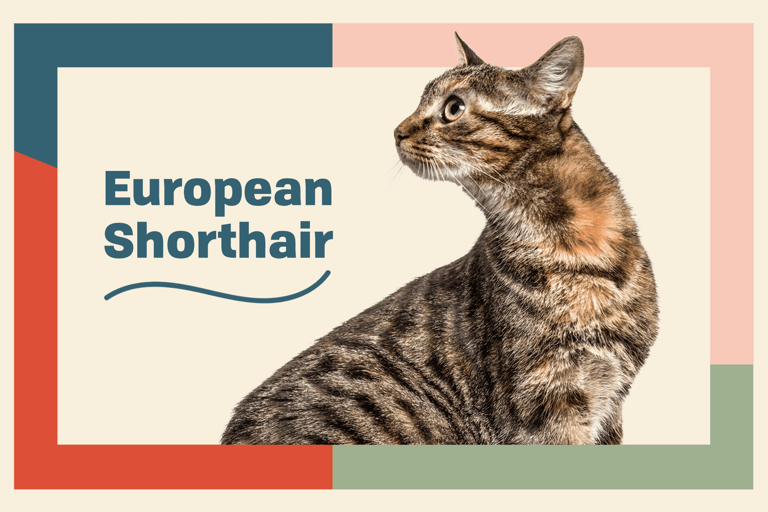 European Shorthair Breed Photo