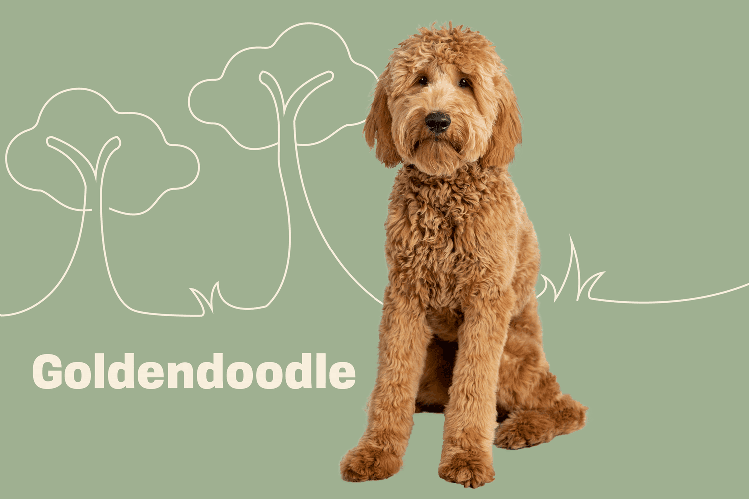Goldendoodle Breed Photo