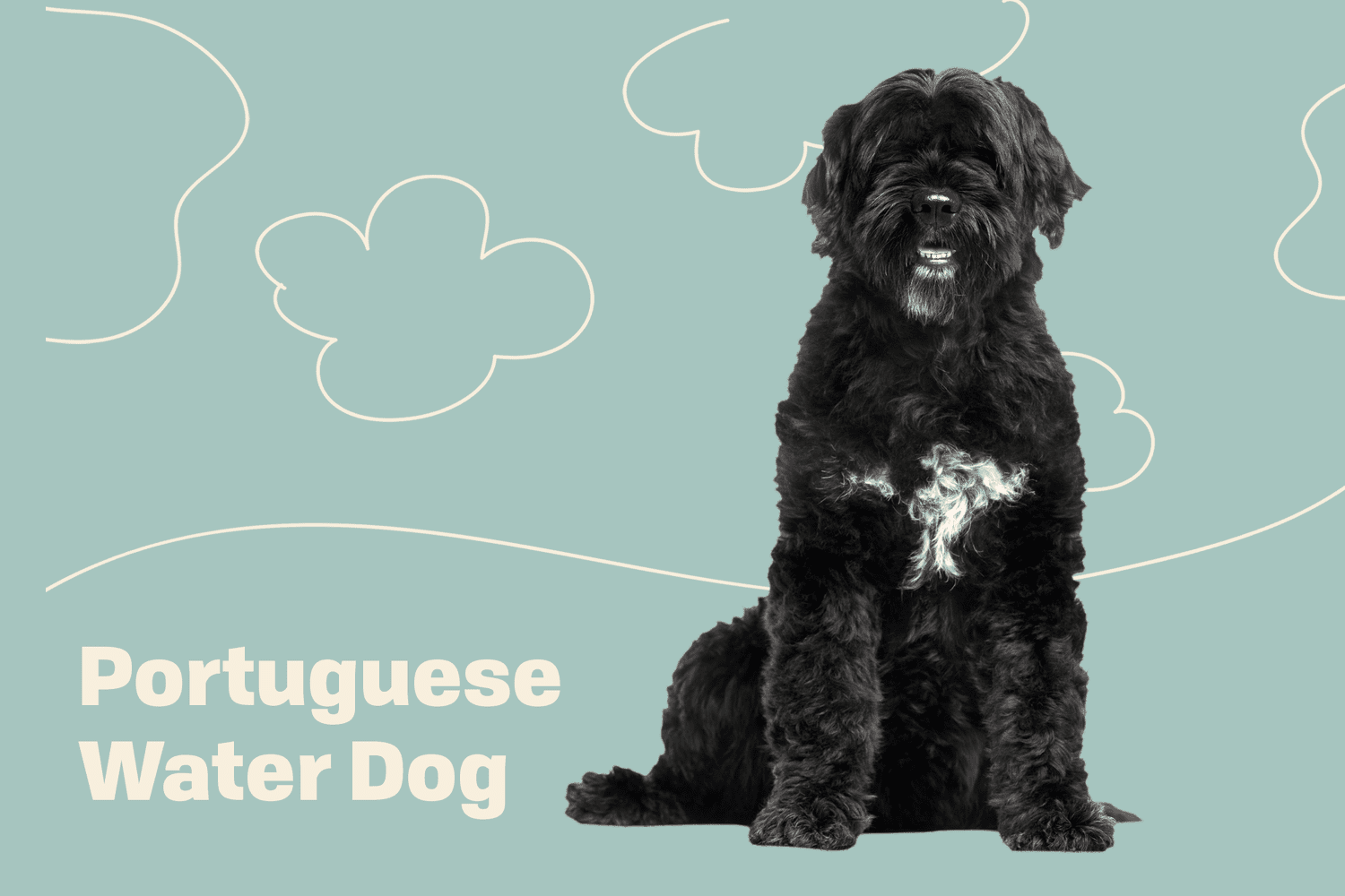 Portuguese Water Dog Breed Photo
