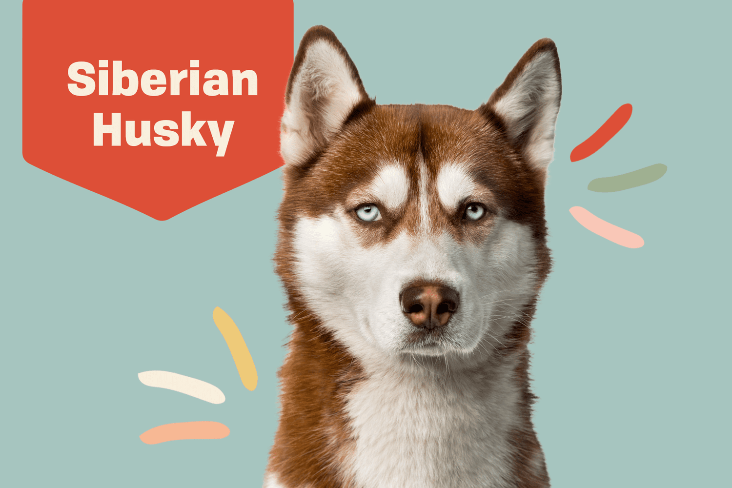 Siberian Husky Breed Photo