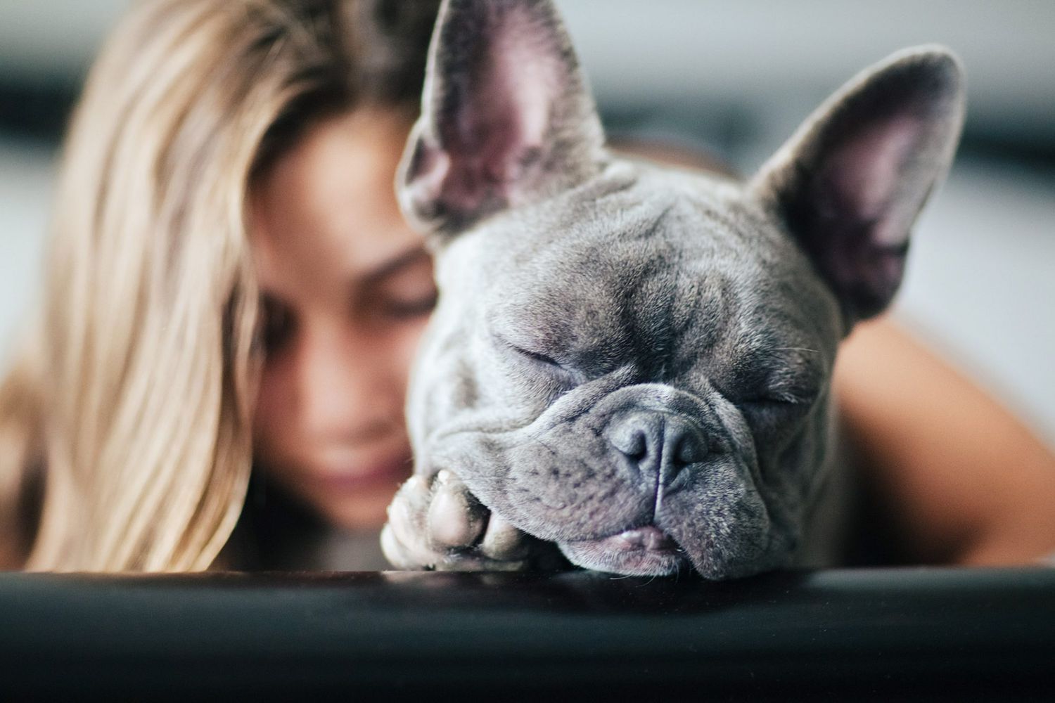 Estas son las mejores razas de perros para cada tipo de hogar - Bulldog francés gris acurrucándose con niña