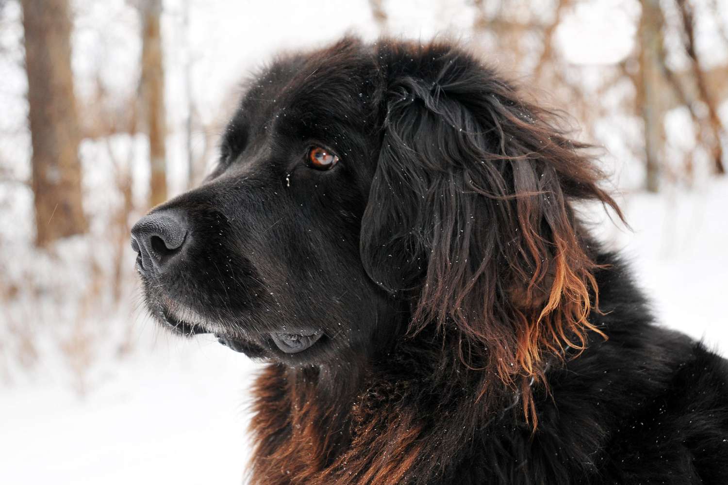 dark brown newfoundland dog closeup profile against snowy background