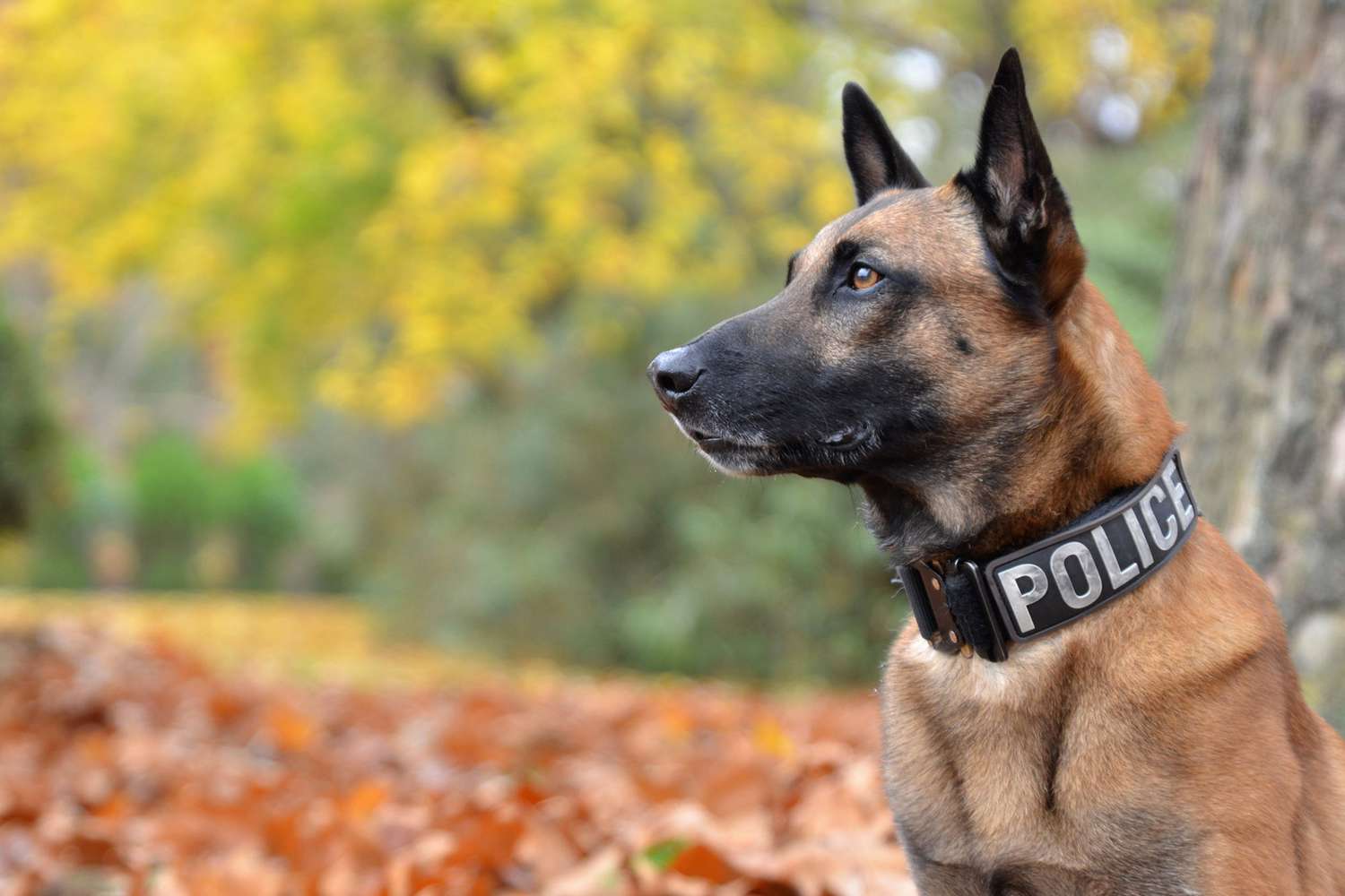 Perfil de perro policía belga malinois