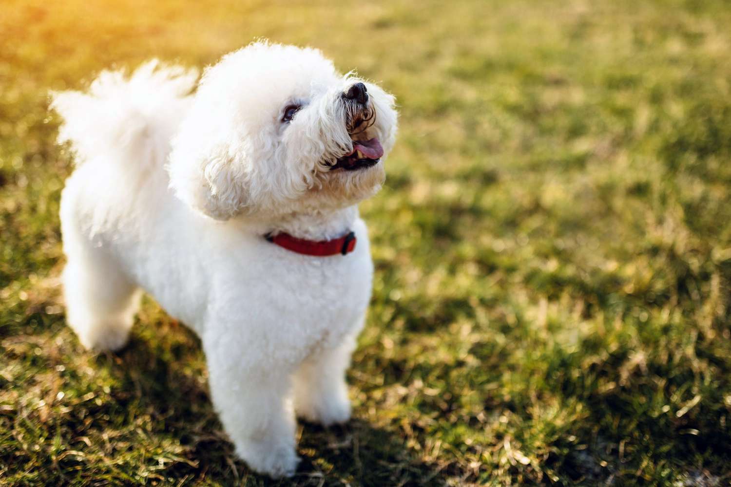 Estas son las mejores razas de perros para cada tipo de hogar - Bichon frise blanco de pie en la hierba