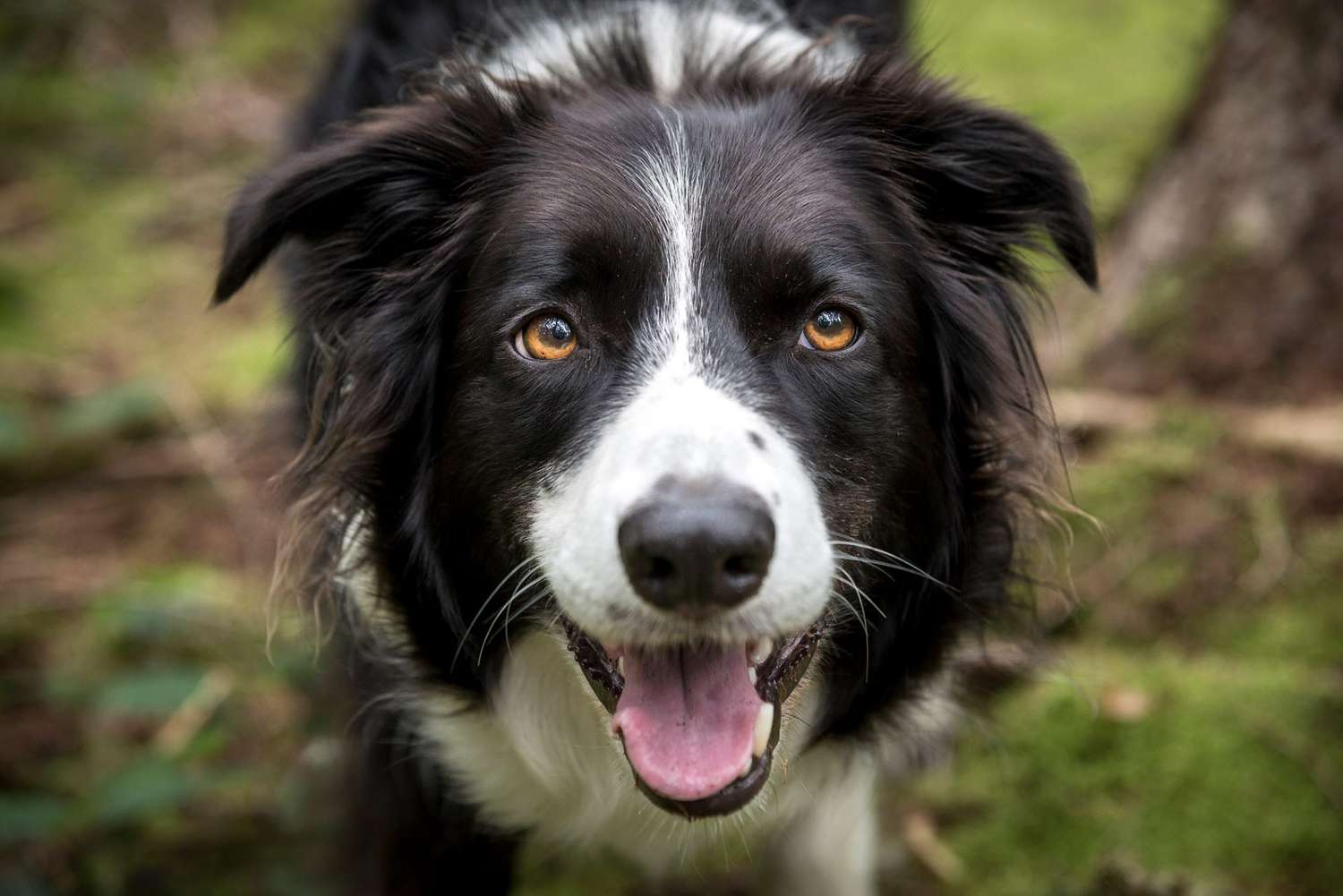 black-and-white border collie smiling at camera