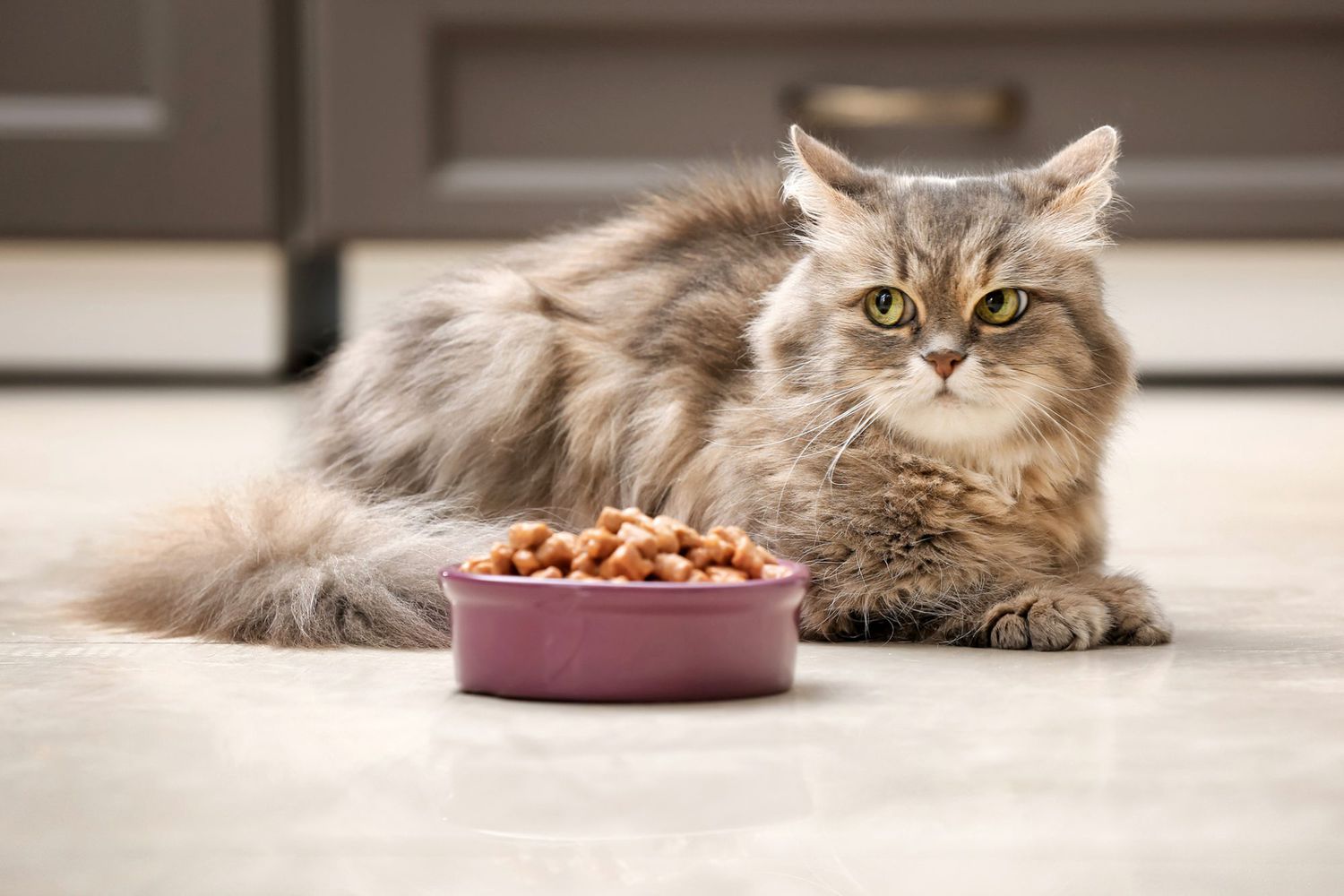 cat with bowl of food