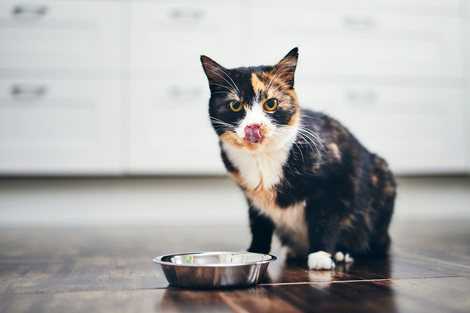 cat licking mouth over bowl