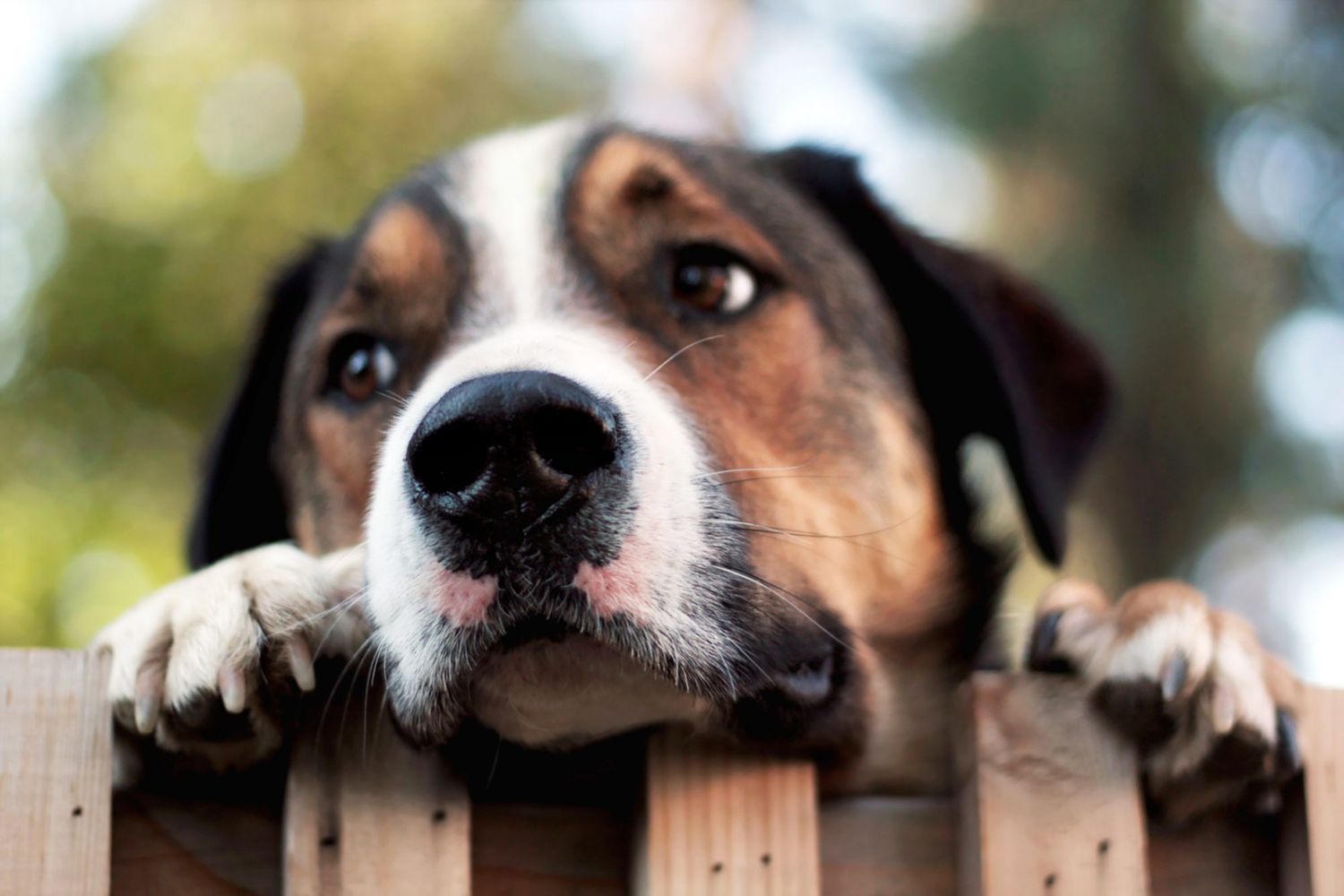 Which Type of Dog Fence Is Right For Your Pet?