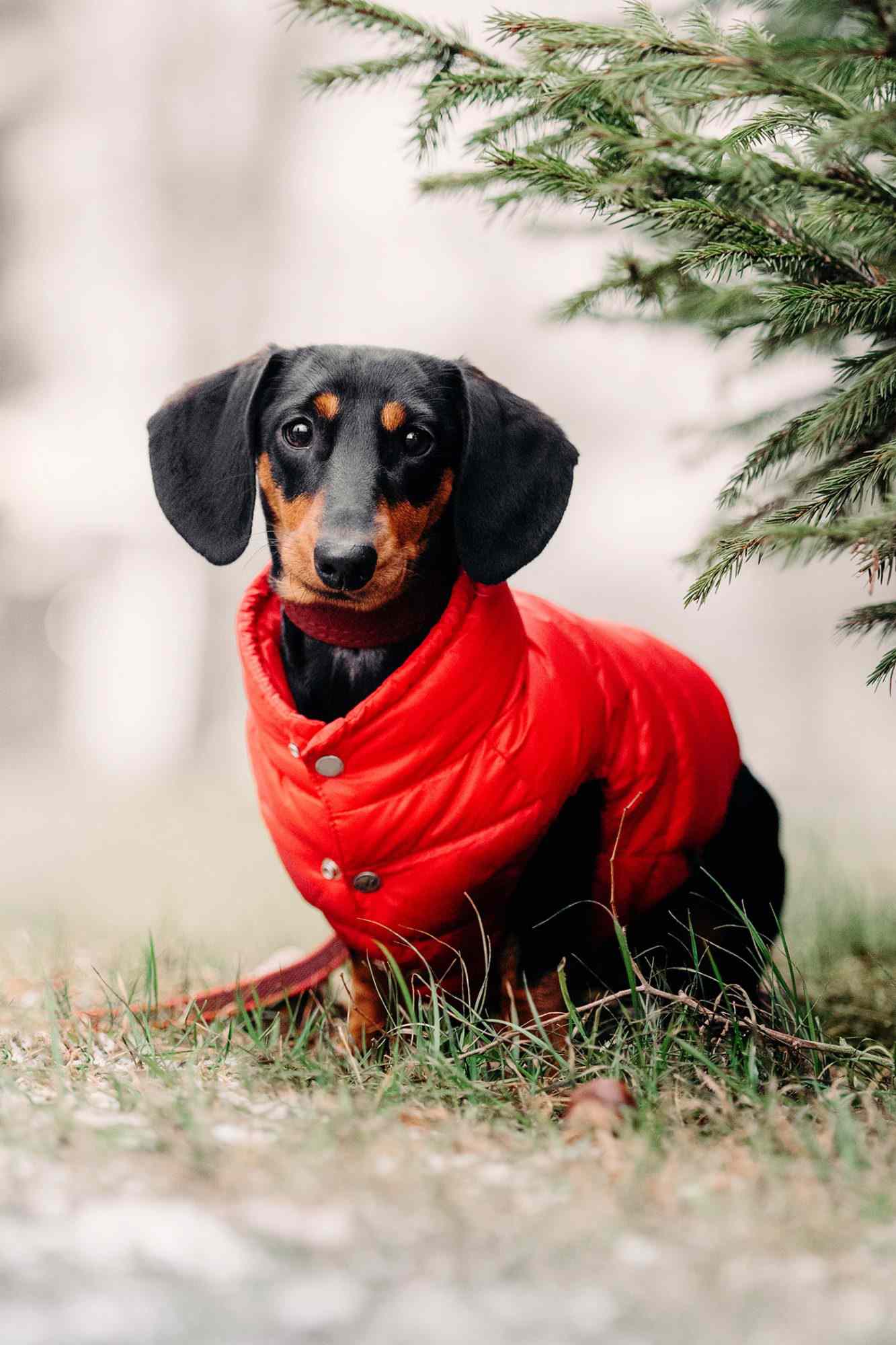 balck-and-tan Dachshund wearing red jacket