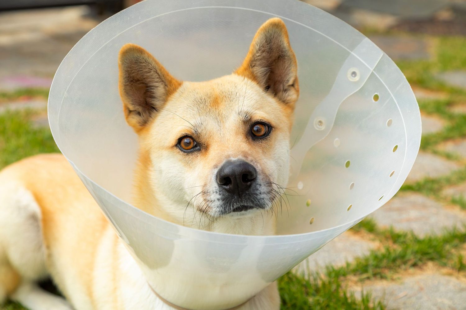 dog wearing e-collar or cone after surgery