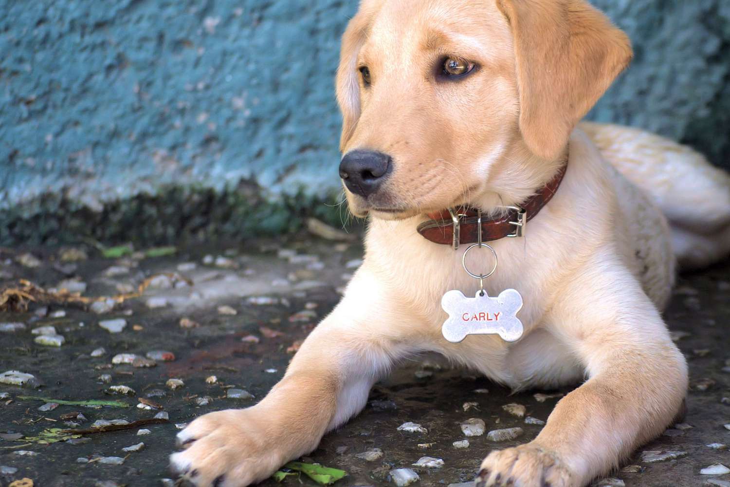 puppy with ID tags