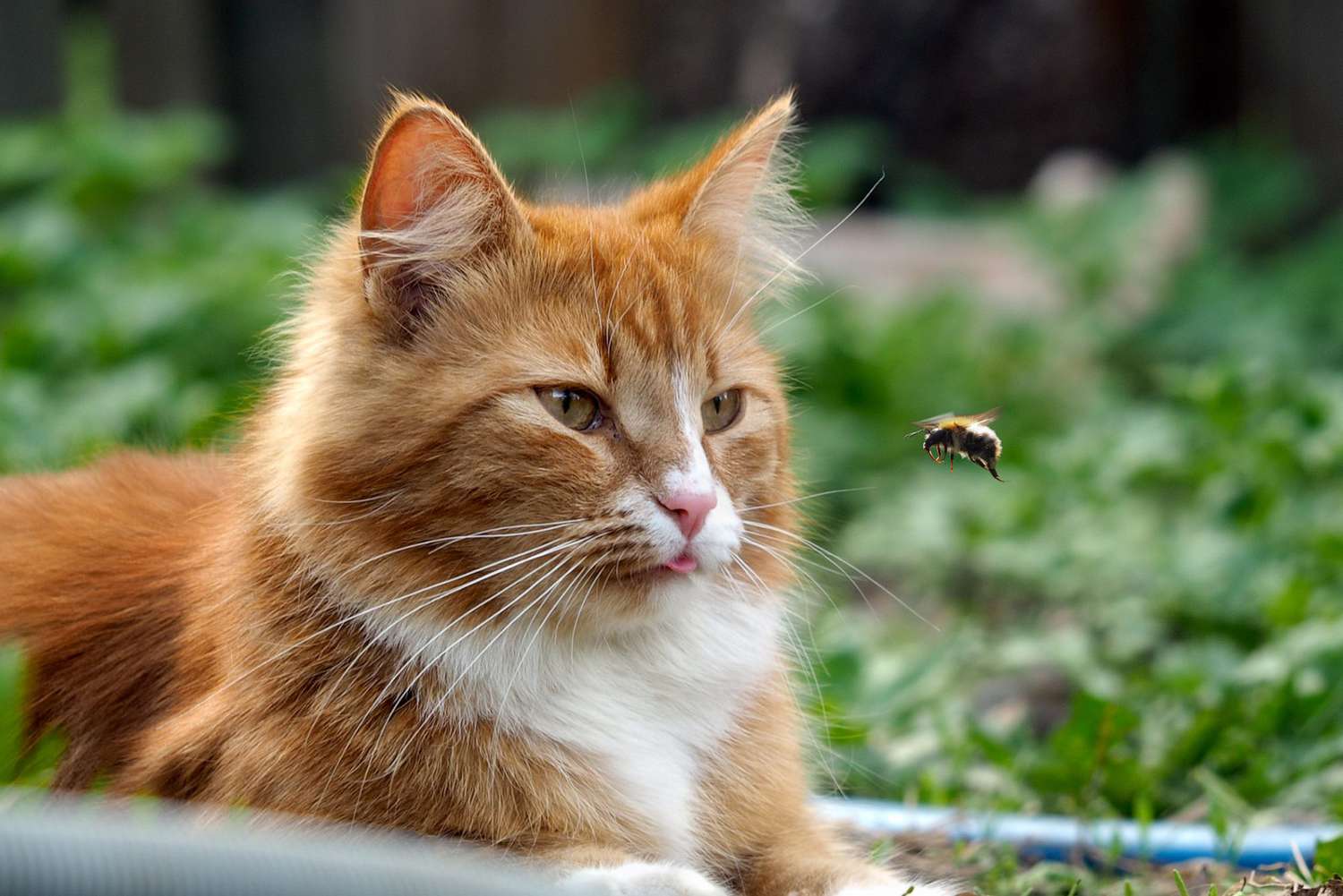 orange cat watching a bee