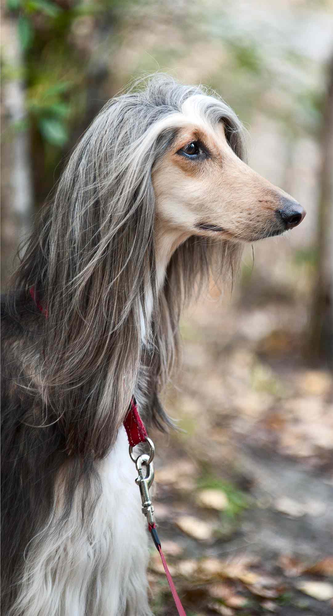 afghan hound flowing hair profile