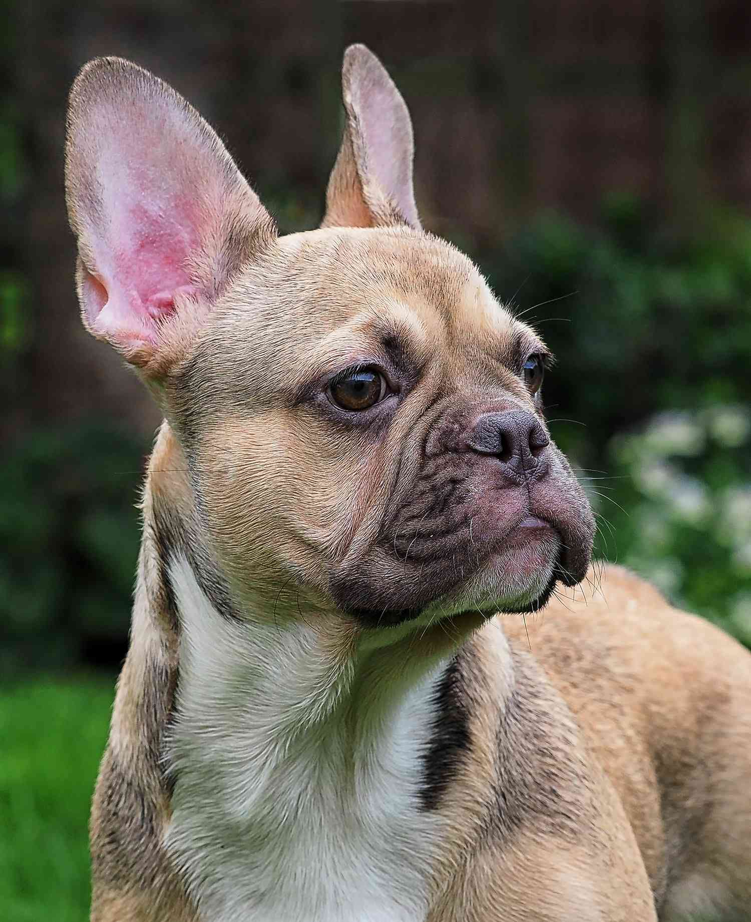 fawn-and-white french bulldog