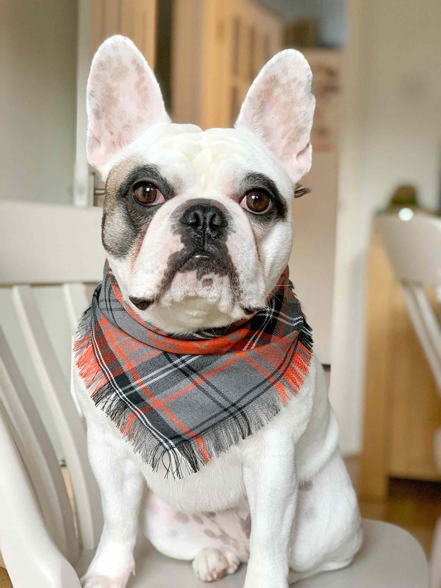 white french bulldog with bandana